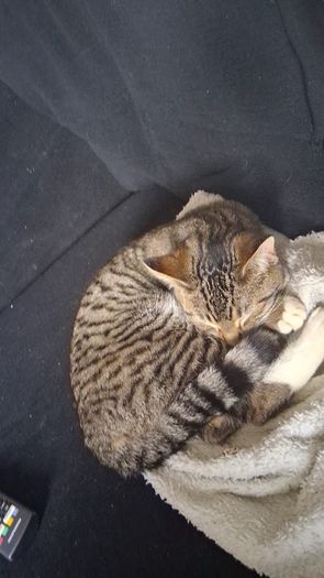 female cat looking for good home only