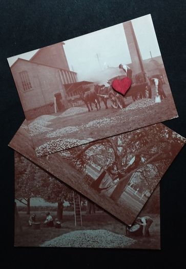 Collecting The Cider Apples For Bulmers 1908 Herefordshire - Museum of Cider Postcards