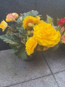 begonia