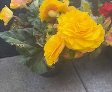 begonia