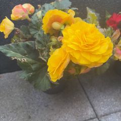 begonia