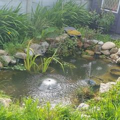 Pond set up/  equipment for sale