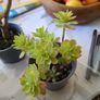 succulent Image 6