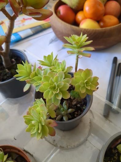 succulent