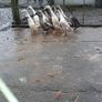 Ducklings Image 4