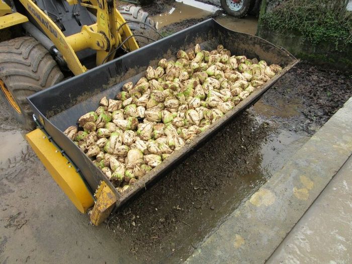 Campion Beet Washer