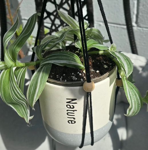 Tradescantia zebrina