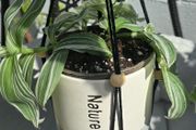 Tradescantia zebrina