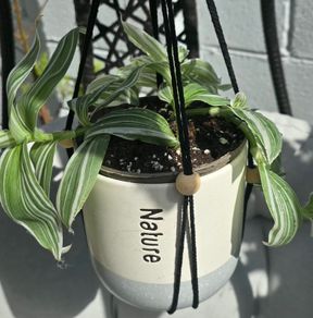 Tradescantia zebrina