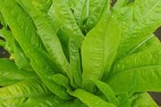 Lettuce 'Strela Green' - Irish Seed