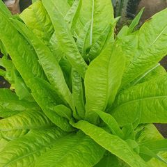 Lettuce 'Strela Green' - Irish Seed