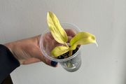 Philodendron Malay Gold