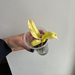 Philodendron Malay Gold