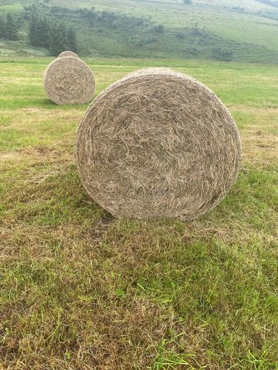 Organic hay