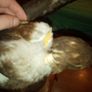BUZZARD bird of pray Image 8