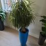 Interior planter Image 4