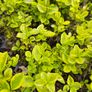 Privet Hedging One Euro Image 2