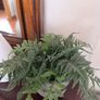 artificial indoor plant Image 2