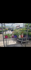 outdoor plants