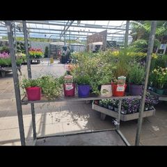 outdoor plants