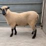 Shrophshire Ram and Shropshire Ram Lambs Image 2