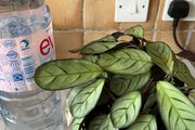 plant wishbone prayer plant