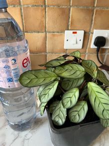 plant wishbone prayer plant