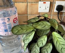 plant wishbone prayer plant