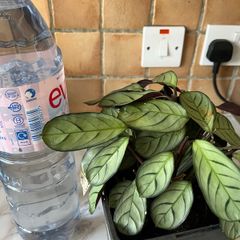 plant wishbone prayer plant