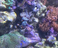 marine fish