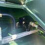 Bund diesel tank Image 3