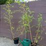 golden chinese timber bamboo - phyllostachys vivax aureocaulis Image 5