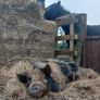 Three pigs, one kune kune boar and two sows Image 3