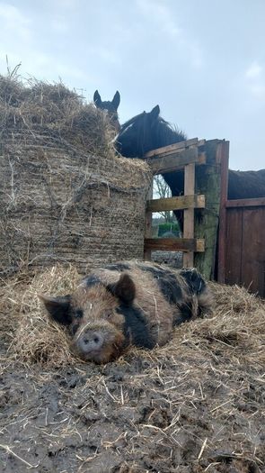 Three pigs, one kune kune boar and two sows