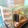 Fluval 23L fish tank Image 4