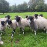 Swaledale Rams Image 4