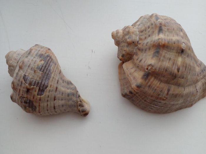 2 seashells for fish tank