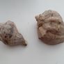 2 seashells for fish tank Image 3
