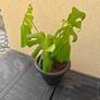 Monstera plant Image 2