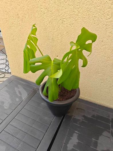 Monstera plant