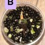 Mystery corms ( read description) Image 2