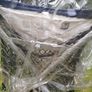 buggy and new rain cover Image 4