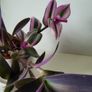 3 Tradescantias in one pot. Trailing house plants. Image 9