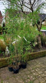 Bamboos plants for Evergreen hedge