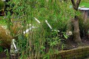 Bamboos plants for Evergreen hedge