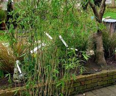 Bamboos plants for Evergreen hedge