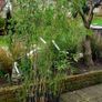 Bamboos plants for Evergreen hedge Image 7