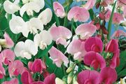 (S) Perennial Sweet Pea seeds 1g (430178)