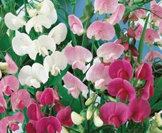 (S) Perennial Sweet Pea seeds 1g (430178)