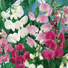 (S) Perennial Sweet Pea seeds 1g (430178)